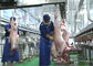 子ヒツジ割れた肉生産ライン、これからのプロセス工業生産ライン サプライヤー